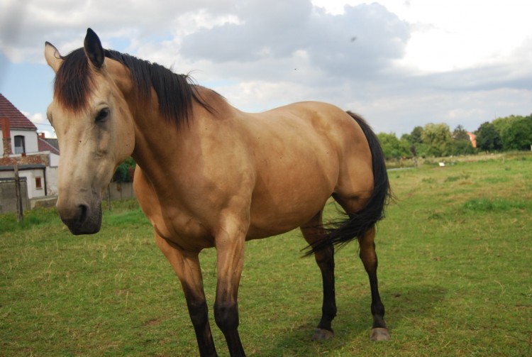 Fonds d'cran Animaux Chevaux Cheval belge de Charleroi