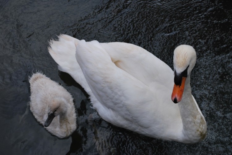 Fonds d'cran Animaux Oiseaux - Cygnes cigne