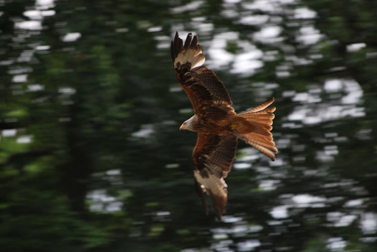 Wallpapers Animals Birds - Eagles aigle en vol