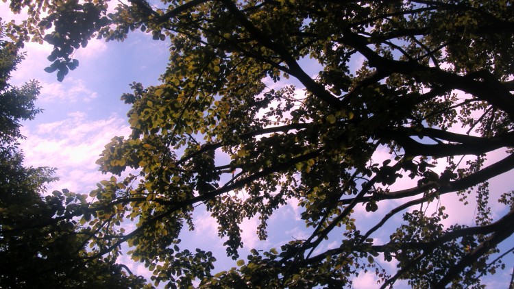 Fonds d'cran Nature Ciel - Nuages des branches dansent avec le ciel