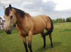 Wallpapers Animals Cheval belge de Charleroi