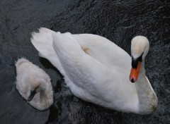 Fonds d'cran Animaux cigne