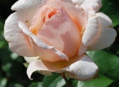 Fonds d'cran Nature rose