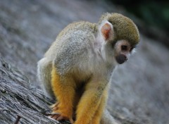 Wallpapers Animals petit singe