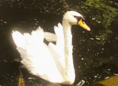 Wallpapers Animals ce cygne fait l'talage de sa beaut