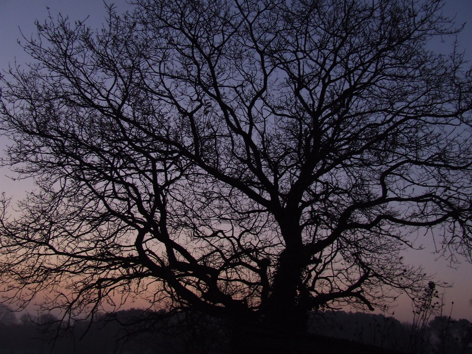 Wallpapers Nature Trees - Forests Arbre dans lever de soleil