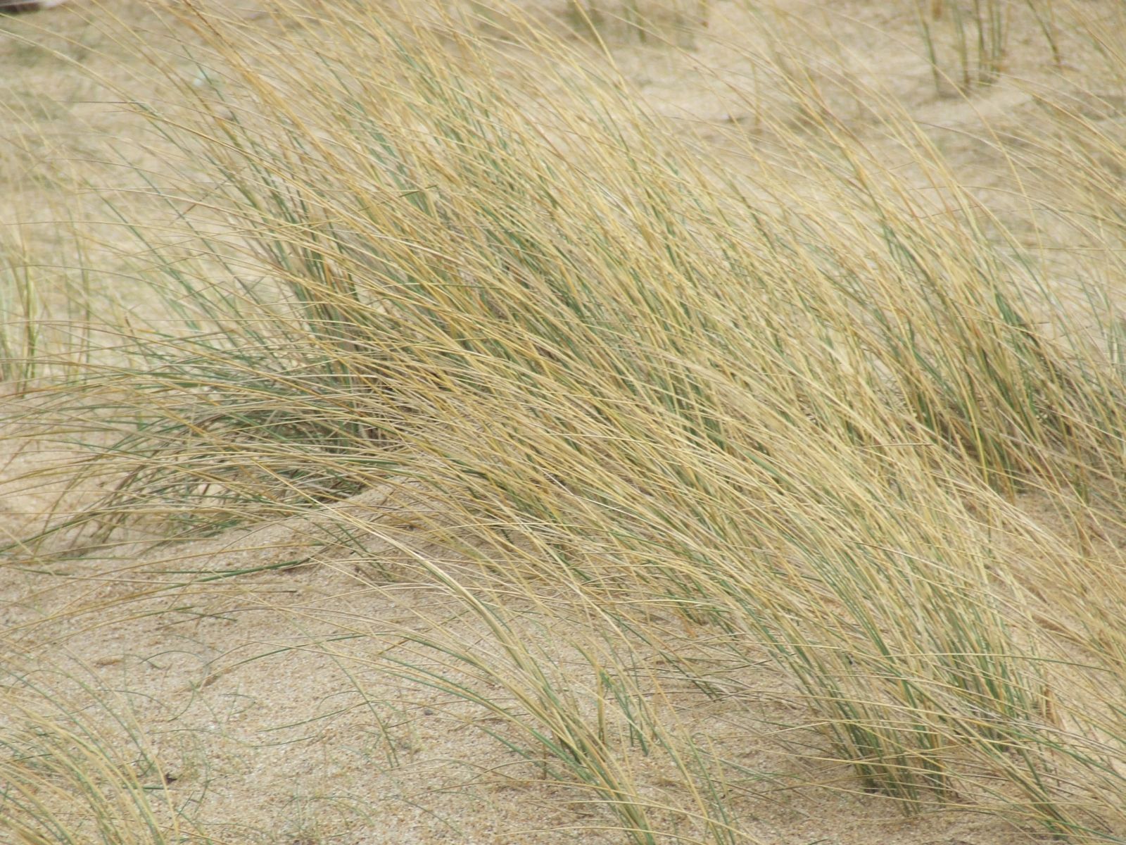 Fonds d'cran Nature Herbes herbes au vent