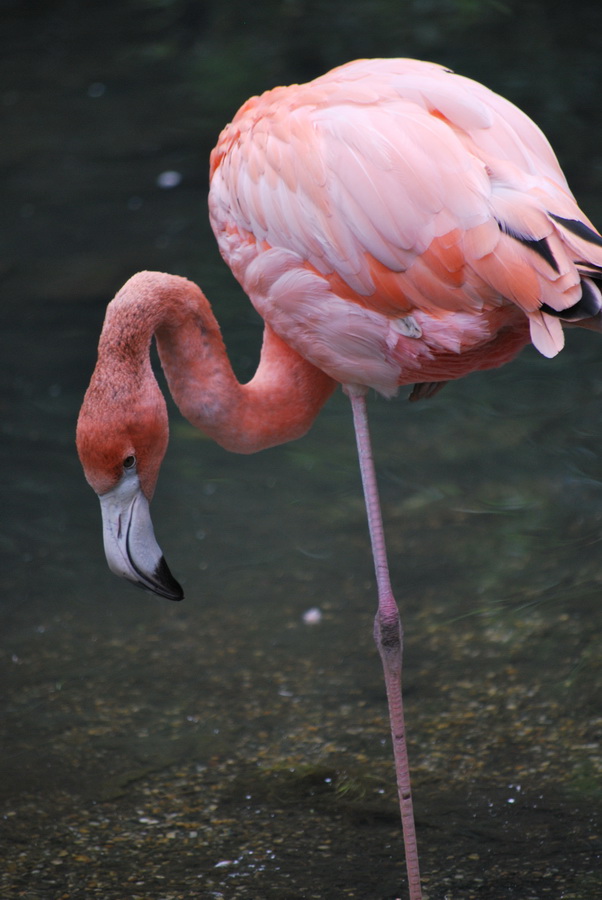 Fonds d'cran Animaux Oiseaux - Flamants flamand rose