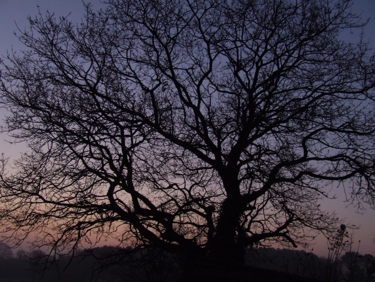 Fonds d'cran Nature Arbres - Forts Arbre dans lever de soleil