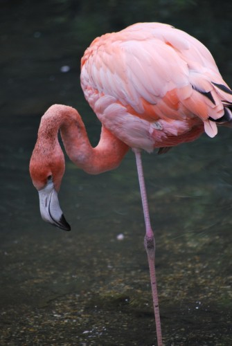 Fonds d'cran Animaux Oiseaux - Flamants flamand rose