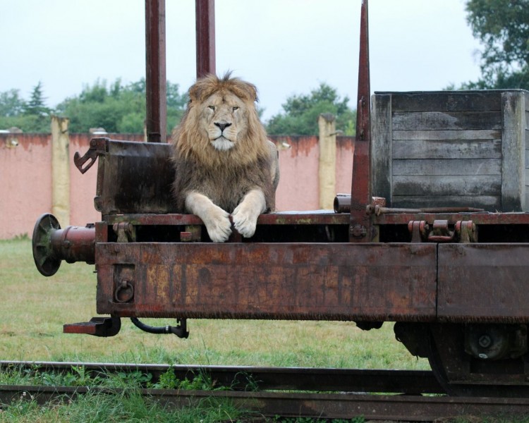 Fonds d'cran Animaux Flins - Lions passager clandestin