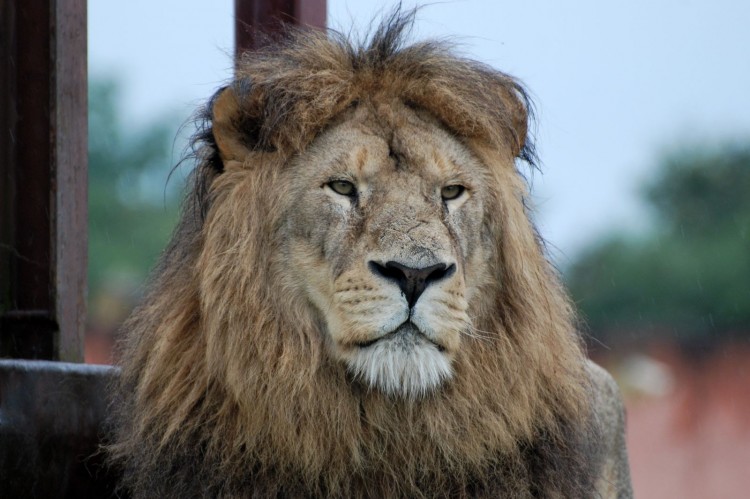 Fonds d'cran Animaux Flins - Lions surveillance