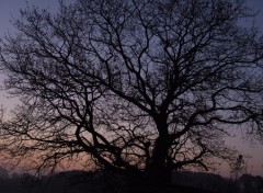 Fonds d'cran Nature Arbre dans lever de soleil