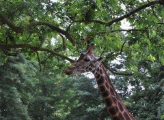 Fonds d'cran Animaux Girafe