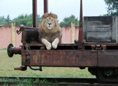 Fonds d'cran Animaux passager clandestin