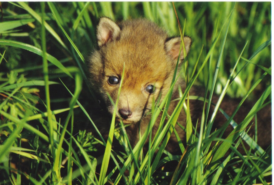 Fonds d'cran Animaux Renards renardeau