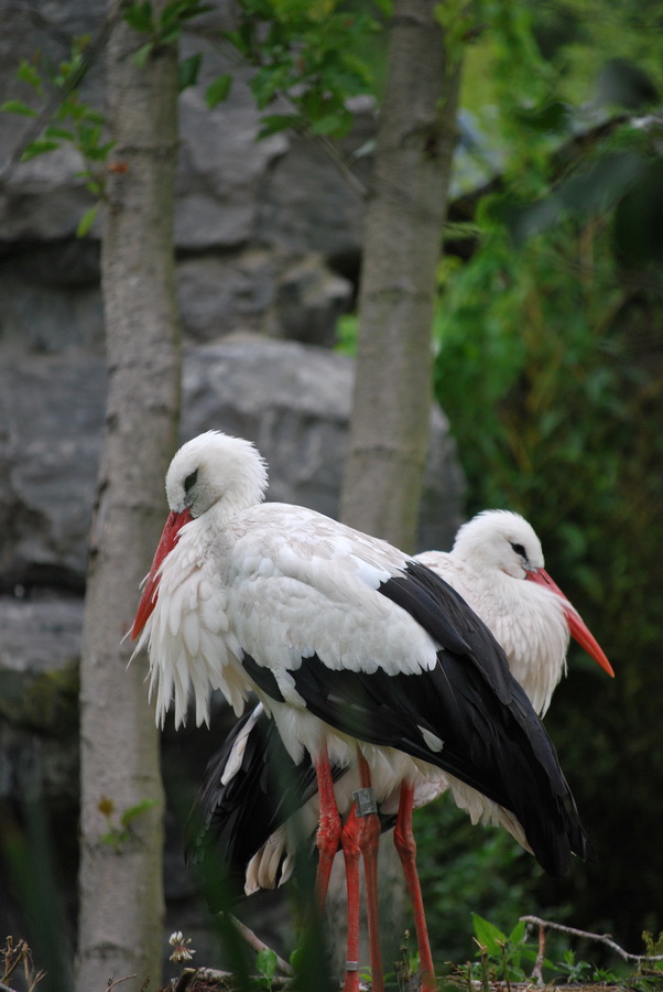 Fonds d'cran Animaux Oiseaux - Cigognes 