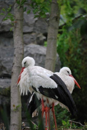 Fonds d'cran Animaux Oiseaux - Cigognes Wallpaper N208635