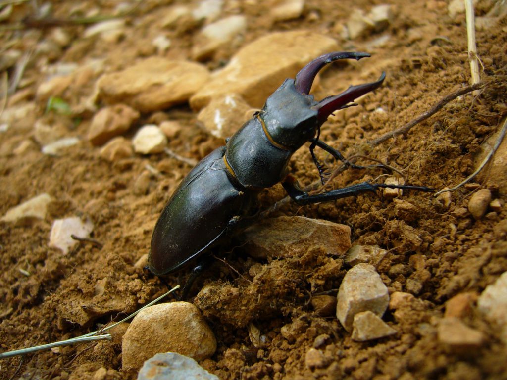 Fonds d'cran Animaux Insectes - Lucanes lucane cerf volant