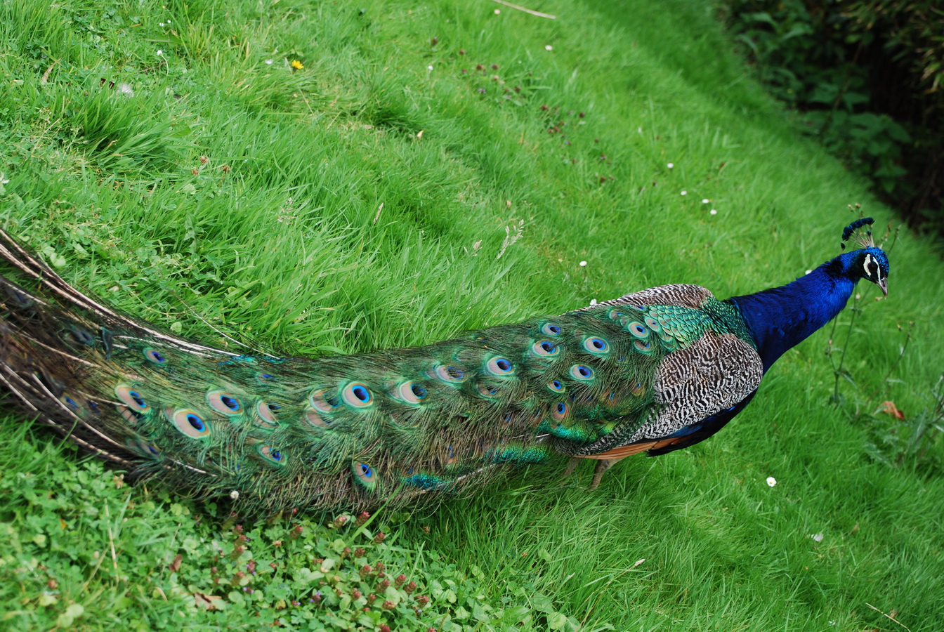 Wallpapers Animals Birds - Peacocks Paon de Paradisio, Belgique