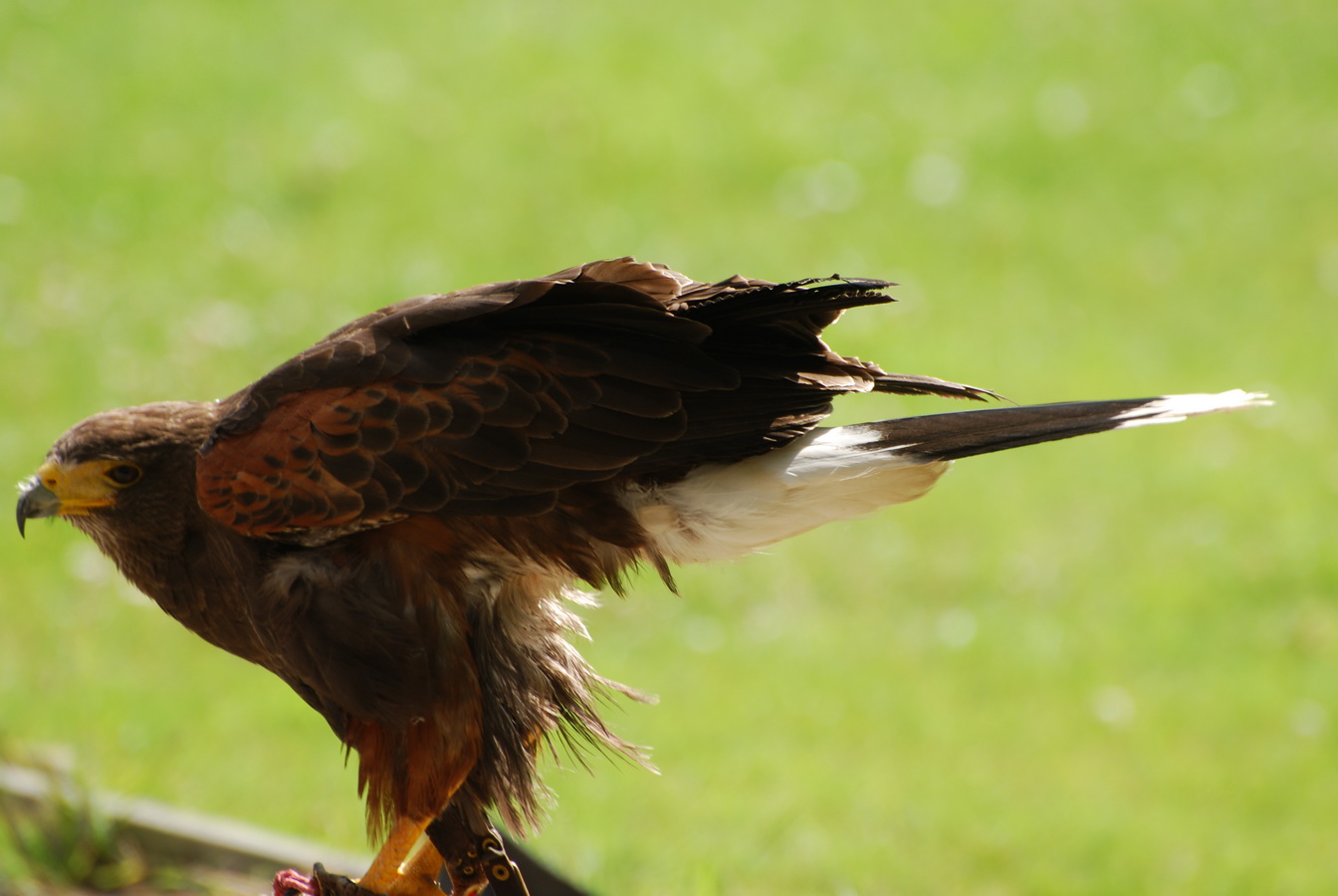 Fonds d'cran Animaux Oiseaux - Rapaces divers Rapace de Paradisio