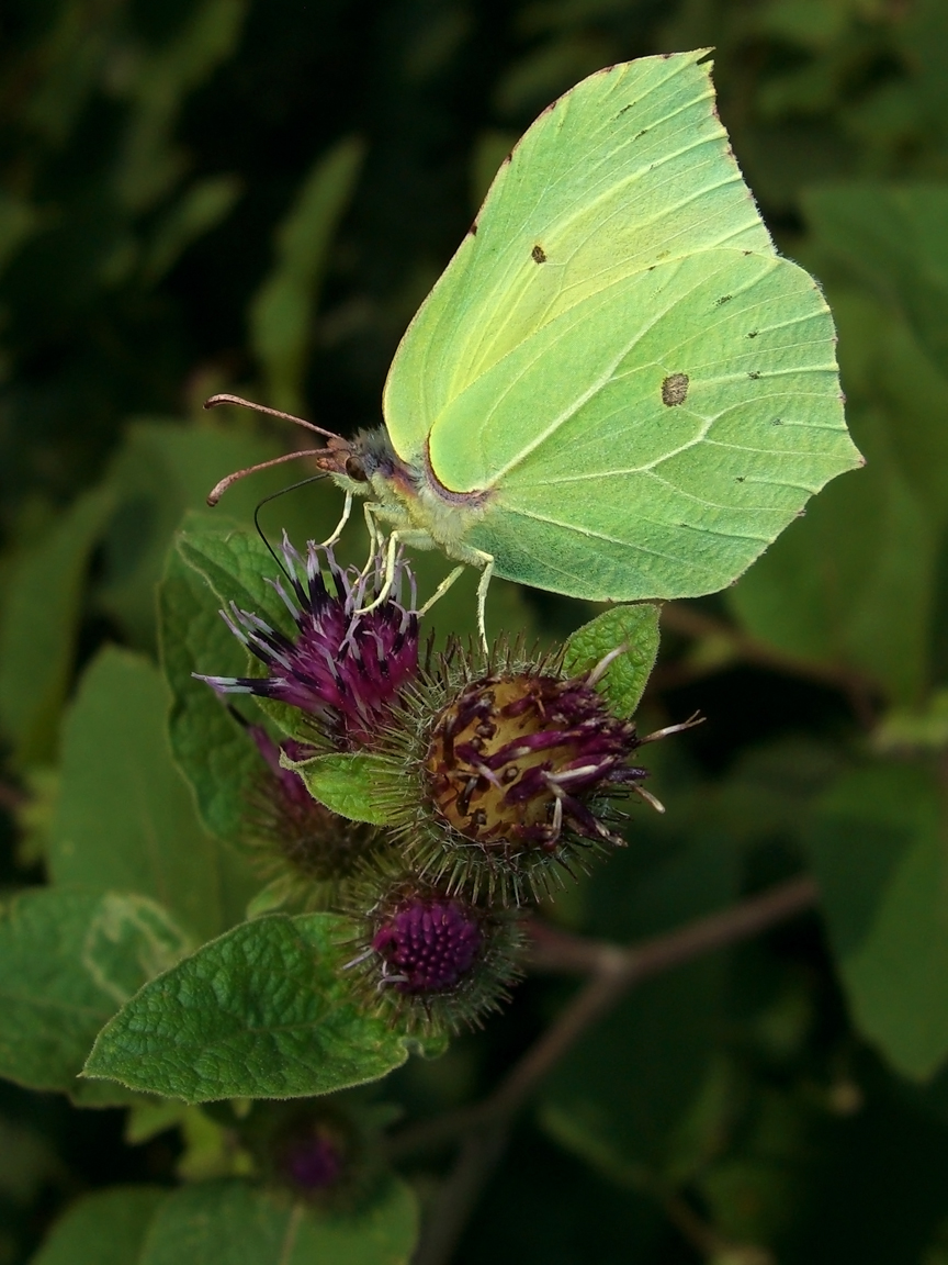 Fonds d'cran Animaux Insectes - Papillons Vert Citron