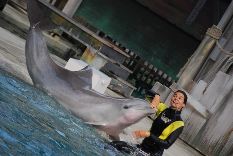 Fonds d'cran Voyages : Europe Belgique dolphinarium