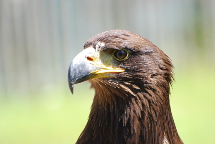 Wallpapers Animals Birds - Raptors Rapace de Paradisio