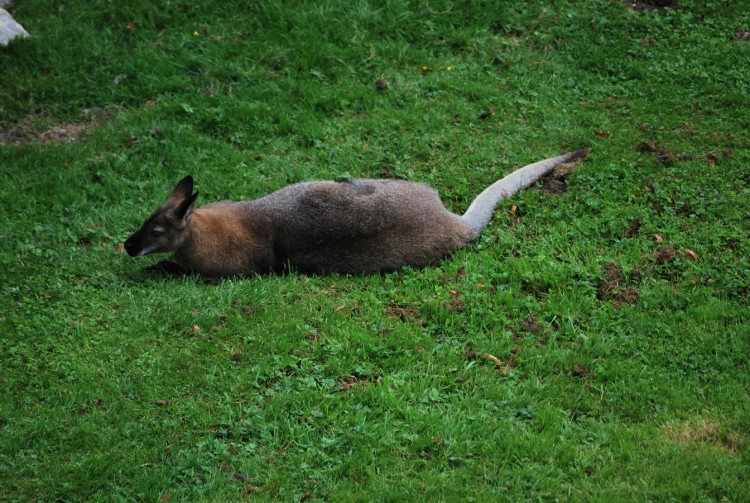 Fonds d'cran Animaux Divers kangourou