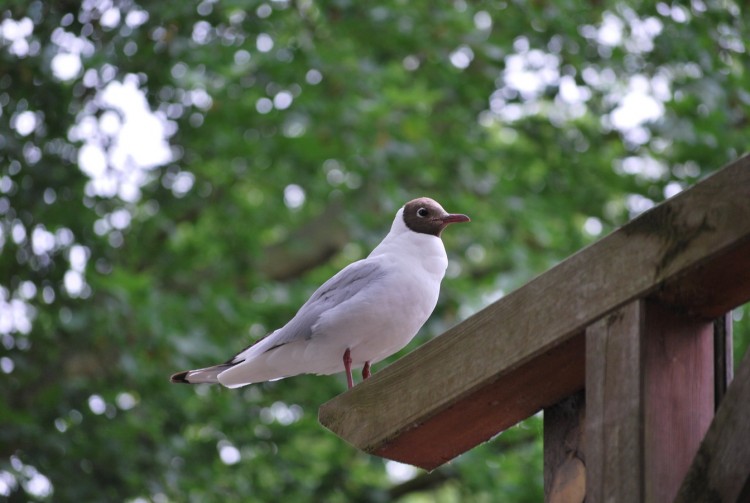 Fonds d'cran Animaux Oiseaux - Divers petit oiseau