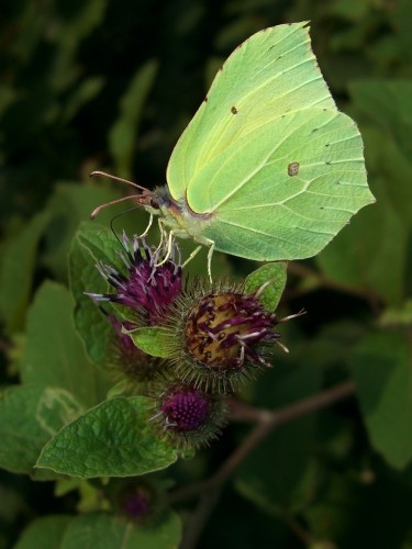 Fonds d'cran Animaux Insectes - Papillons Vert Citron