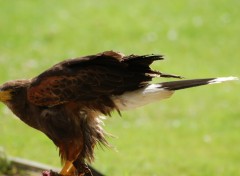 Wallpapers Animals Rapace de Paradisio