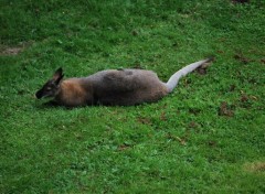 Fonds d'cran Animaux kangourou