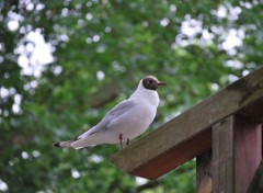 Fonds d'cran Animaux petit oiseau