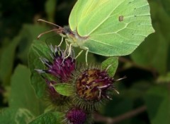 Fonds d'cran Animaux Vert Citron