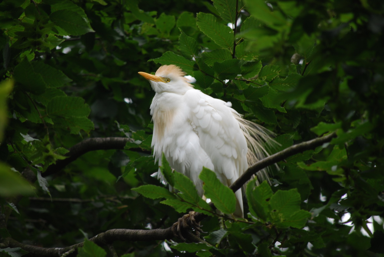 Wallpapers Animals Birds - Misc Paradisio