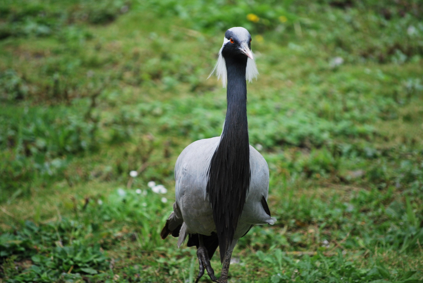 Fonds d'cran Animaux Oiseaux - Divers un petit animal