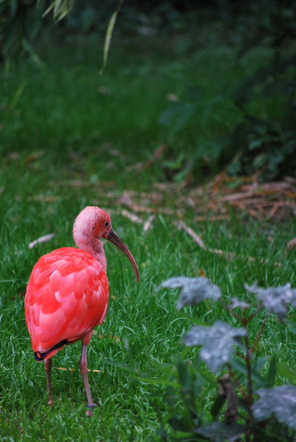 Fonds d'cran Animaux Oiseaux - Divers 