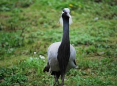 Fonds d'cran Animaux un petit animal