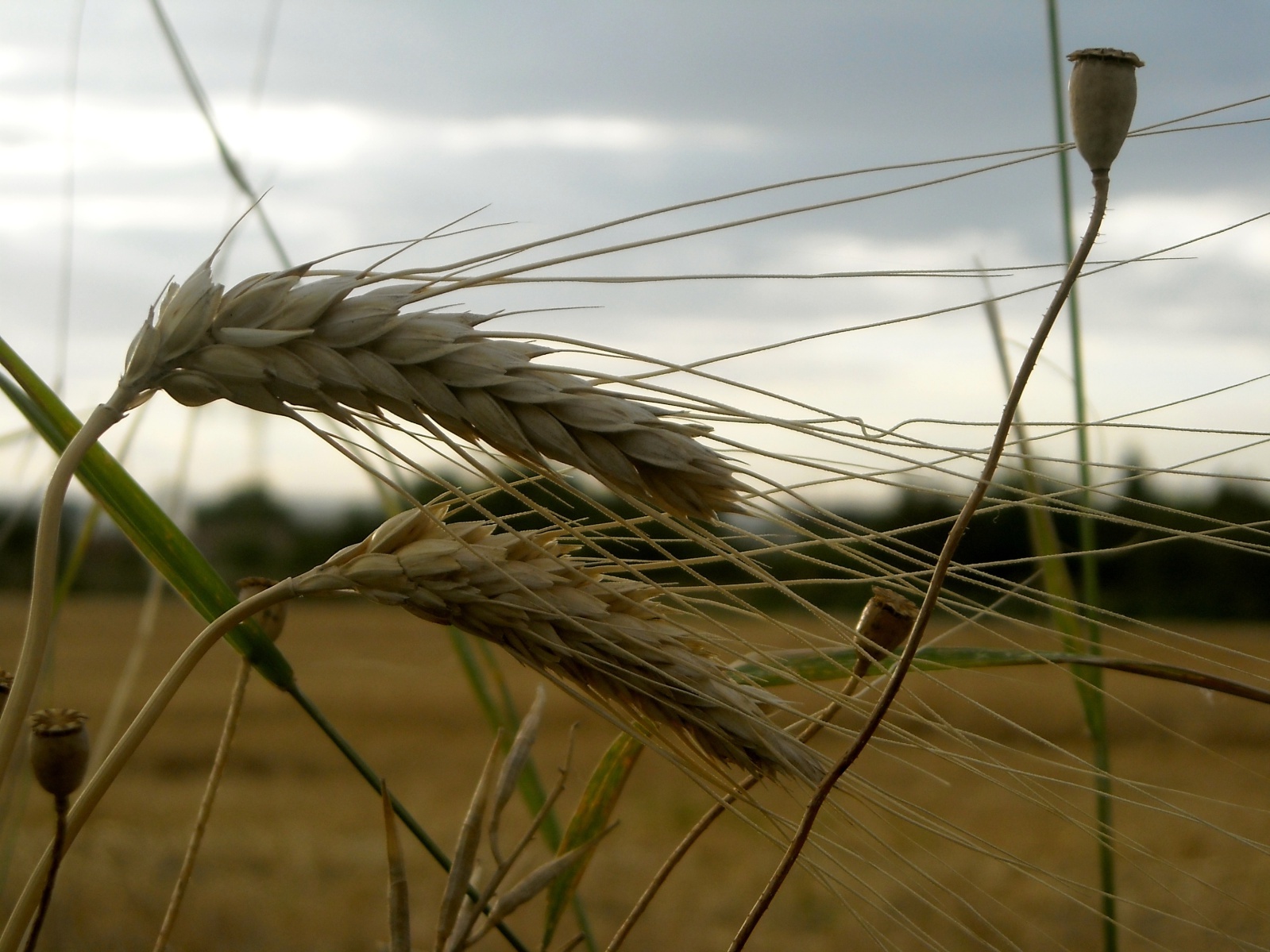 Fonds d'cran Nature Champs - Prairies Epis de bl