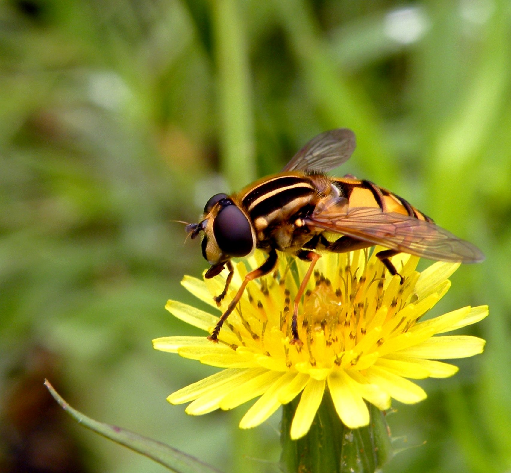 Wallpapers Animals Insects - Flies Diptre (Volucella zonaria)