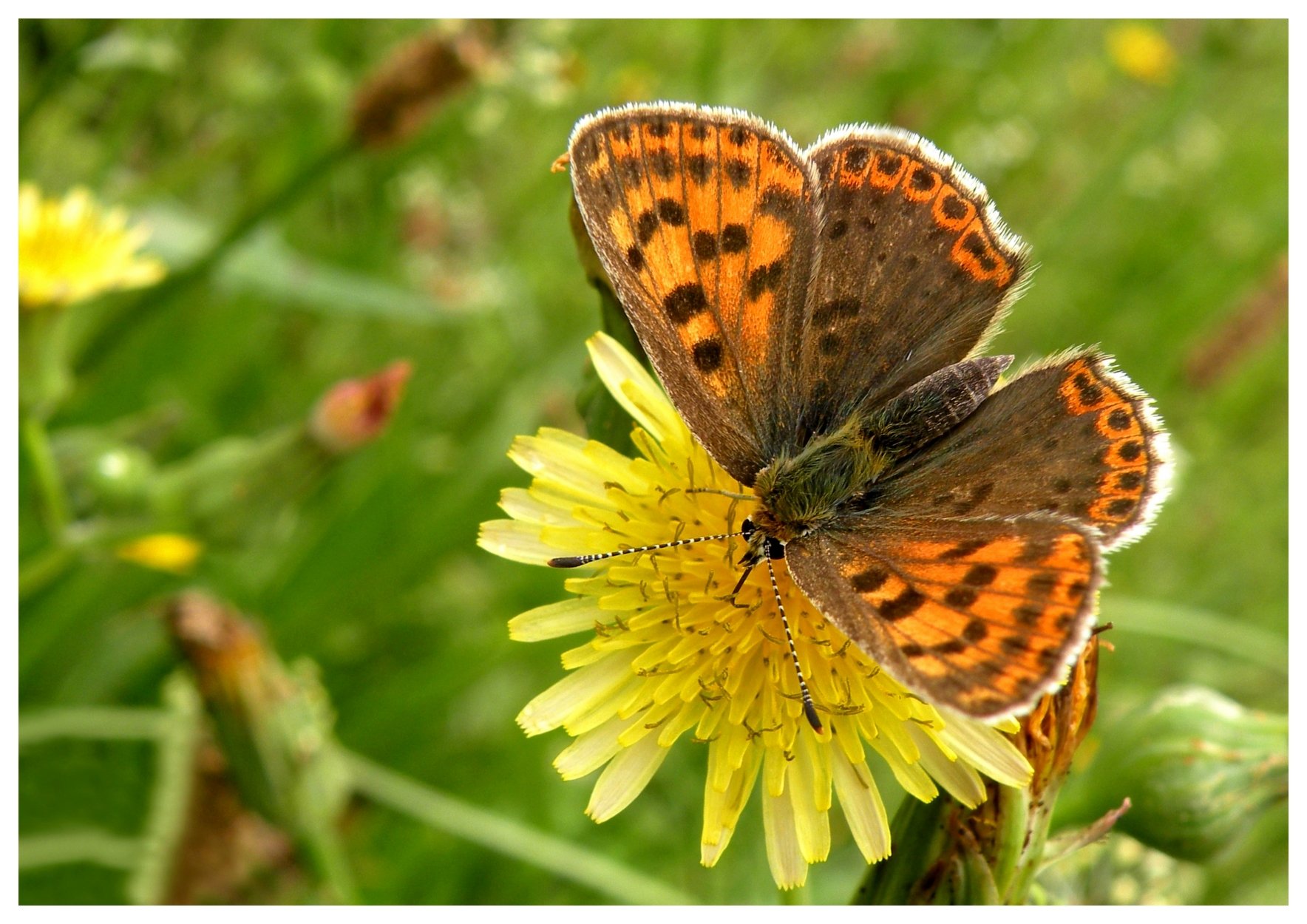 Fonds d'cran Animaux Insectes - Papillons Papillon