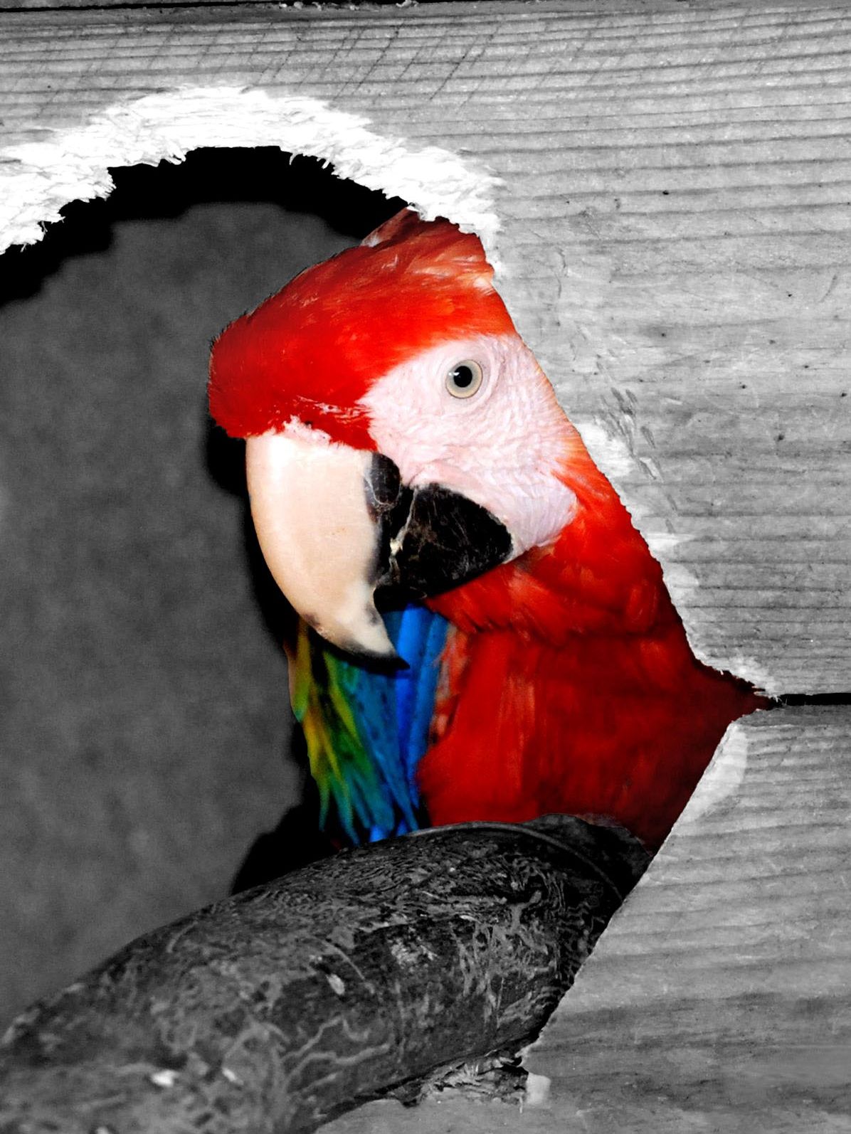 Wallpapers Animals Birds - Parrots coucou qui c'est ?