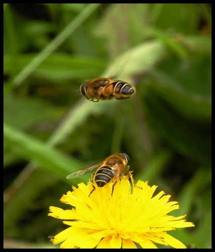 Fonds d'cran Animaux Insectes - Mouches vol stationnaire