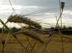 Fonds d'cran Nature Epis de bl