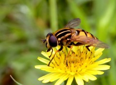 Fonds d'cran Animaux Diptre (Volucella zonaria)