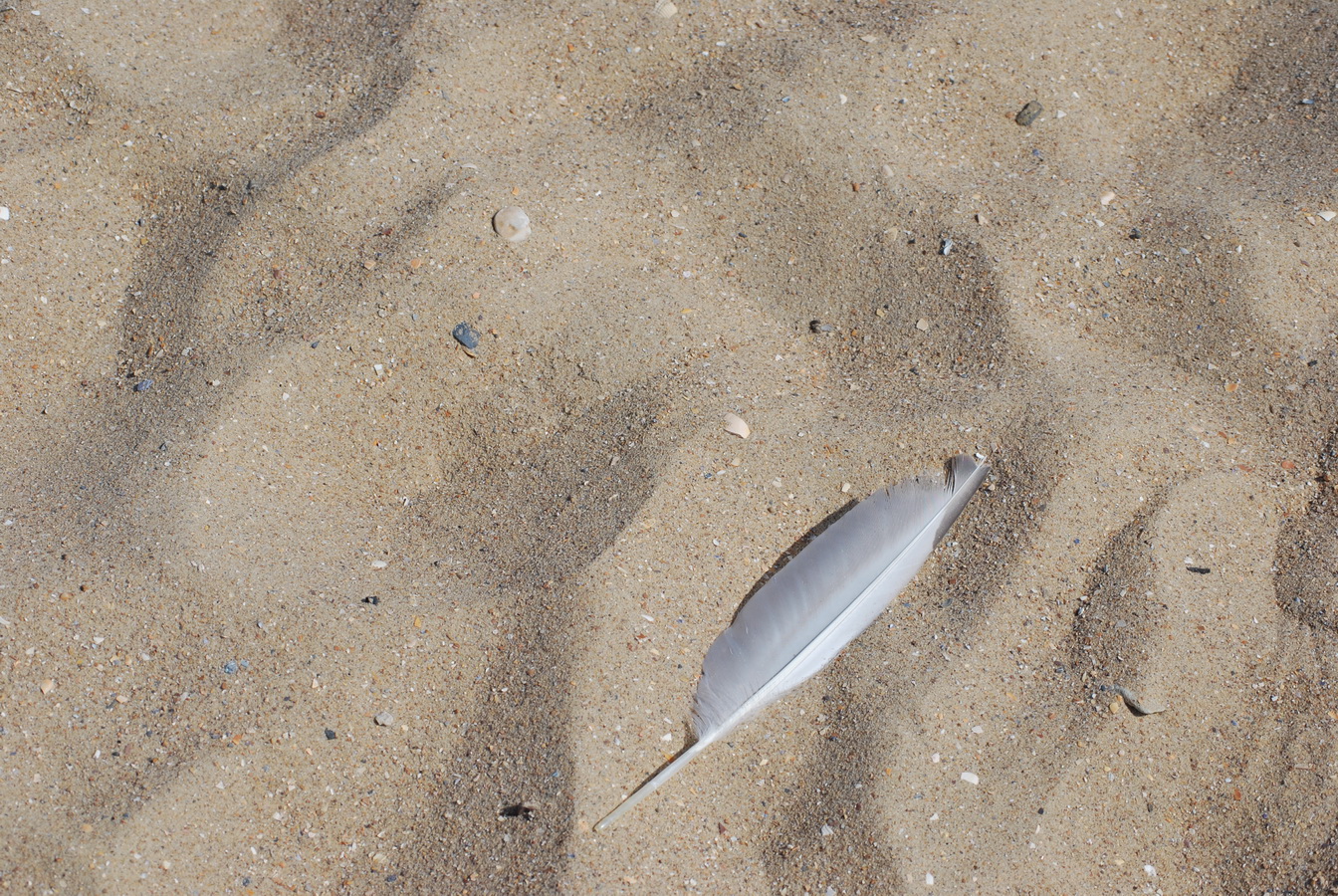 Fonds d'cran Nature Mers - Ocans - Plages Sable d'Ostende en Belgique