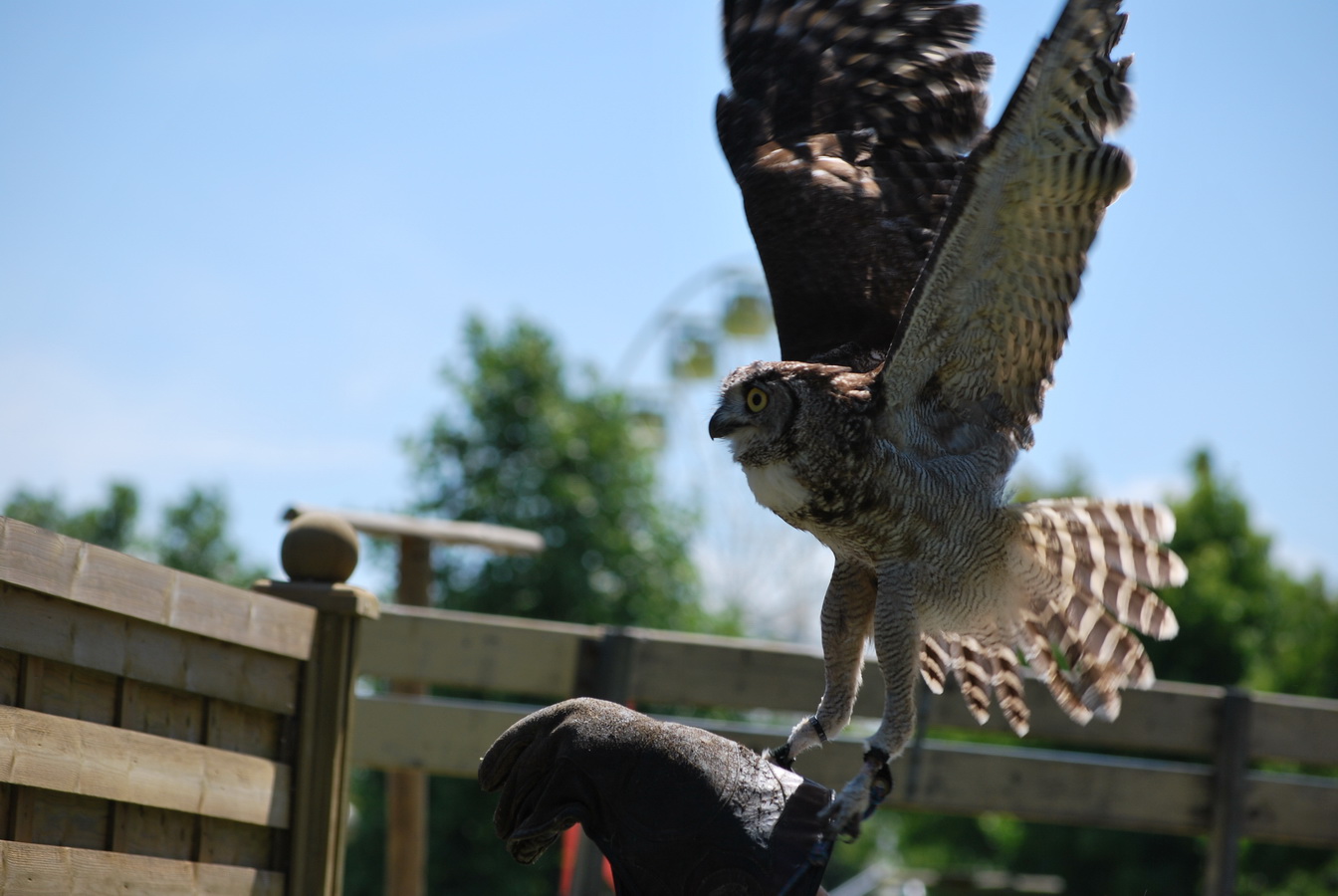 Wallpapers Animals Birds - Owls Chouette