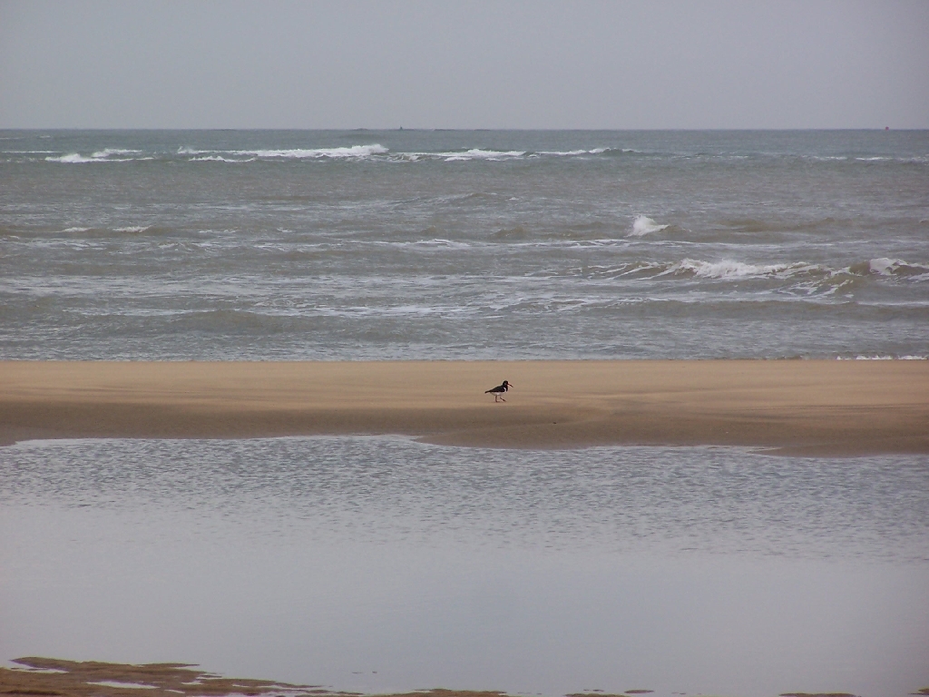 Fonds d'cran Animaux Oiseaux - Divers Ballade solitaire