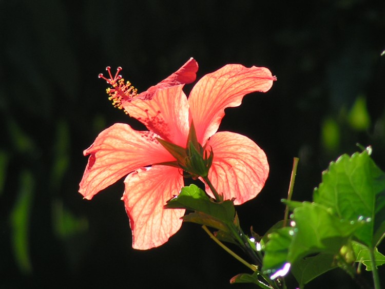 Fonds d'cran Nature Fleurs Hibiscus  la Runion